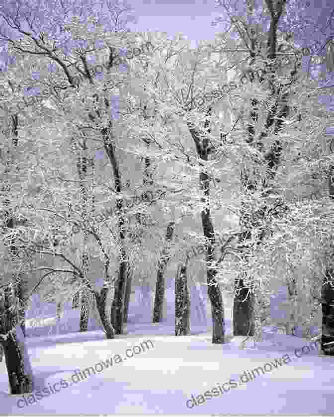 A Black And White Photograph Capturing The Beauty Of A Snowy Landscape Colors Book: Introducing Color Black And White