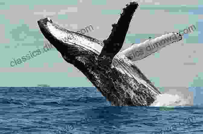 A Breathtaking Image Of A Humpback Whale Breaching The Water's Surface. Voice Of The Fish: A Lyric Essay