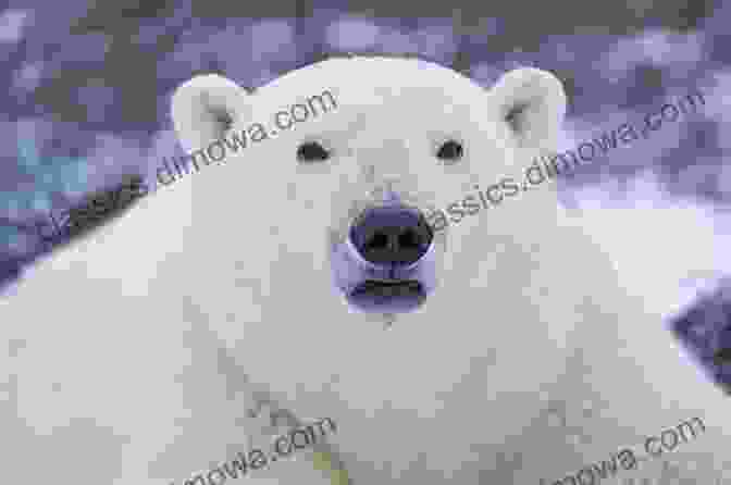 A Close Up Portrait Of A Polar Bear 15 Funny Facts About Polar Bears