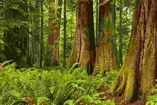 A Dense Temperate Rainforest On Vancouver Island, With Towering Trees, Lush Undergrowth, And A Vibrant Array Of Flora And Fauna. Sampler 19 British Columbia In Colour Photos: Saving Our History One Photo At A Time