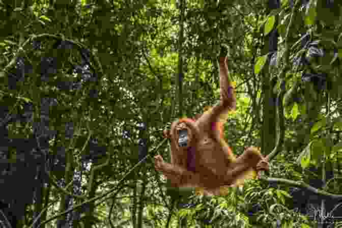 A Dense, Tropical Rainforest With Orangutans Swinging Through The Trees Five Major Islands Of The World Geography For Kids 5 7 Children S Geography