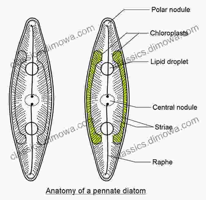 A Detailed Diagram Illustrating The Key Diagnostic Features Of Diatoms Modern Trends In Diatom Identification: Fundamentals And Applications (Developments In Applied Phycology 10)