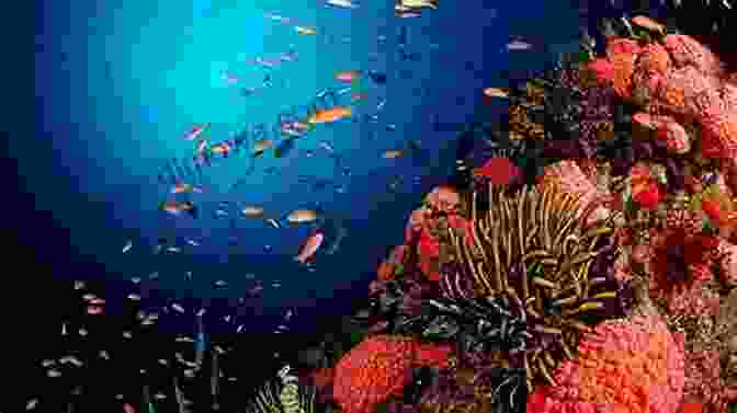 A Diver Exploring A Coral Reef In Taiwan Dive Into Taiwan Simon Pridmore