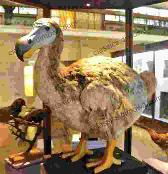 A Dodo Bird Where Are They Now? Extinct Animals That Once Walked The Earth Scientific Explorer Third Grade Children S Zoology