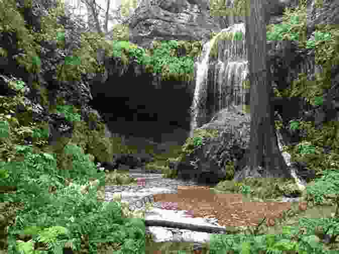 A Dog Enjoying A Hike In The Texas Hill Country Best Hikes With Dogs Texas Hill Country And Coast