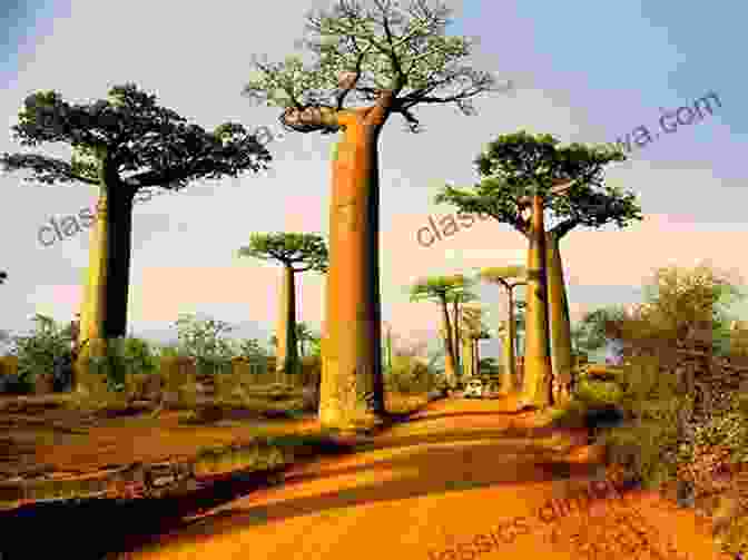 A Dry, Rocky Landscape With Towering Baobab Trees And Lemurs Leaping Through The Branches Five Major Islands Of The World Geography For Kids 5 7 Children S Geography