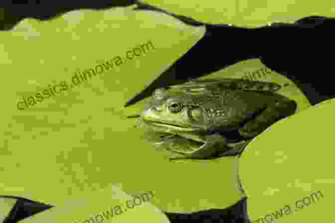 A Frog Sitting On A Lily Pad. Turtles Frogs Snakes And Lizards Children S Science Nature