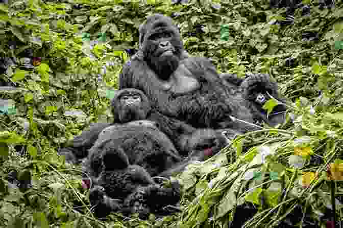 A Gorilla Family Rests In The Shade Of The Rainforest Canopy. Jane Goodall S Animal World Gorillas