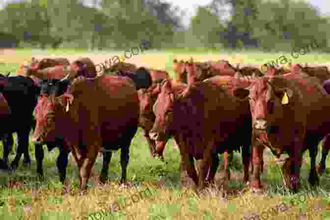 A Group Of Happy Cows Grazing In A Green Pasture Happy Cows Make Good Milk