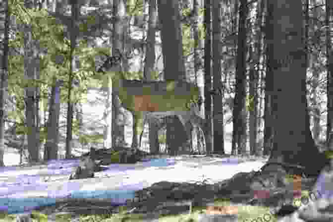 A Group Of Hikers Observing A Majestic Deer In Its Natural Habitat Best Tent Camping: Virginia: Your Car Camping Guide To Scenic Beauty The Sounds Of Nature And An Escape From Civilization