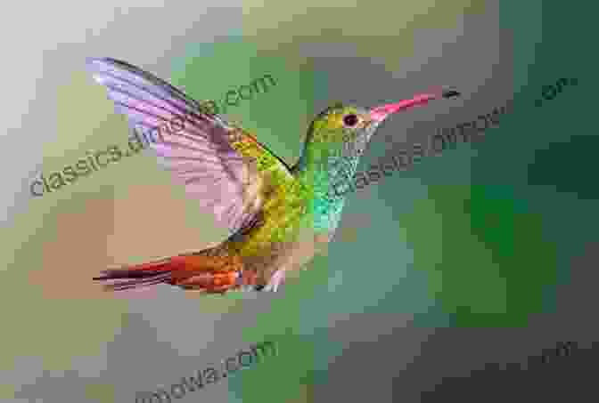 A Hummingbird In Flight, With Its Long, Slender Beak And Iridescent Feathers. Hum Hum Hummingbirds Barbara Chepaitis