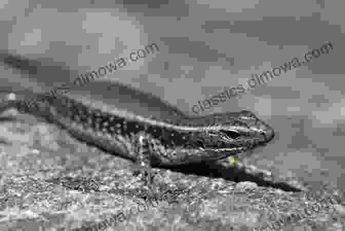 A Lizard Sunning Itself On A Rock. Turtles Frogs Snakes And Lizards Children S Science Nature