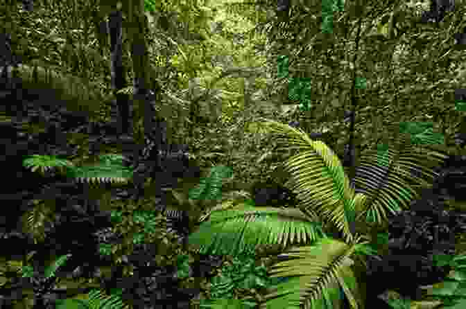 A Lush Costa Rican Rainforest With Towering Trees And Vibrant Vegetation Costa Rica: Pure Life A Photographic Journey