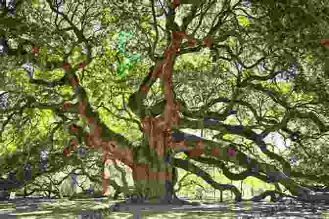 A Majestic Live Oak Tree, Its Branches Reaching Up Like Protective Arms Of Trees South Eastern Trees Edition Children S Forest And Tree