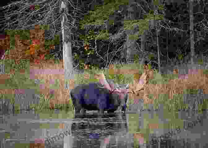 A Majestic Moose Stands In The Serene Wilderness Of Algonquin Provincial Park. Stouffville Ontario 1 In Colour Photos: Saving Our History One Photo At A Time (Cruising Ontario 221)