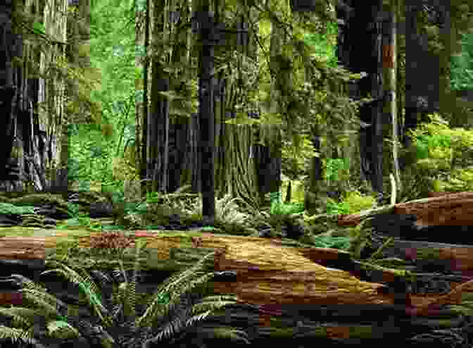 A Majestic Redwood Forest Stretching Towards The Sky Trees Of Life Max Adams