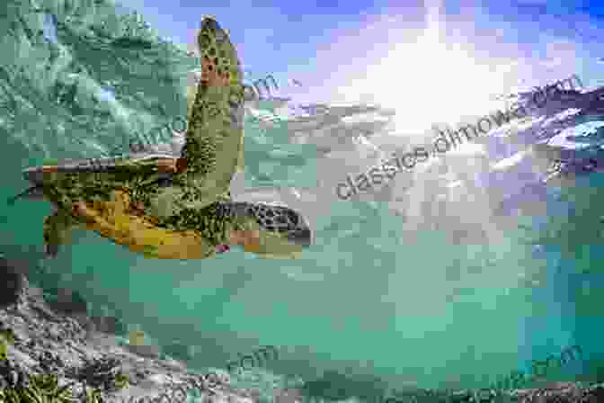 A Majestic Sea Turtle Swims Through The Ocean Depths The Living Shore: Rediscovering A Lost World