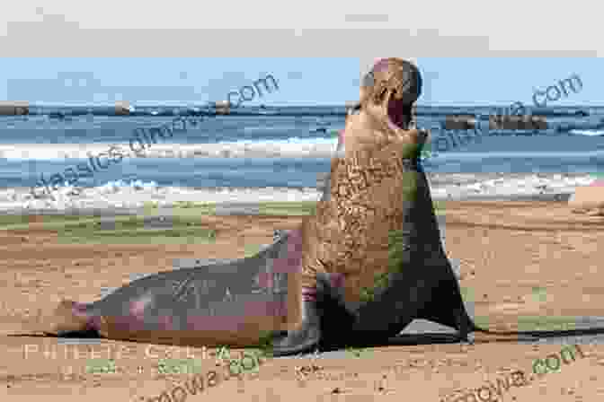 A Massive Elephant Seal Bull, Its Thick, Wrinkled Skin Draped Over An Imposing Frame. Seals: Seals In Photographs Jonathan Balcombe