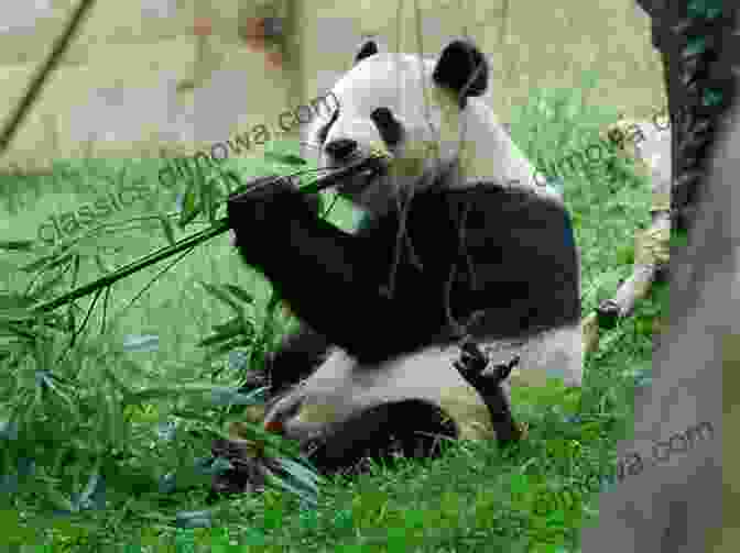 A Panda Bear Munching On Bamboo Shoots Pandas Let S Meet Mrs Huggs: Panda Bears For Kids (Children S Bear Books)