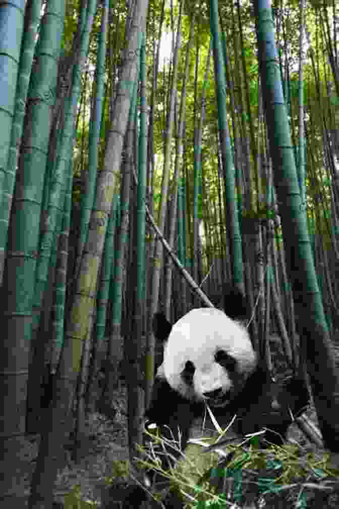 A Panda Bear Nestled In A Bamboo Forest Pandas Let S Meet Mrs Huggs: Panda Bears For Kids (Children S Bear Books)