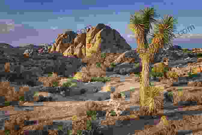 A Panoramic View Of Joshua Tree National Park, Showcasing Its Iconic Rock Formations And Desert Vegetation. Moon Joshua Tree Palm Springs: Hiking Scenic Drives Desert Getaways (Travel Guide)