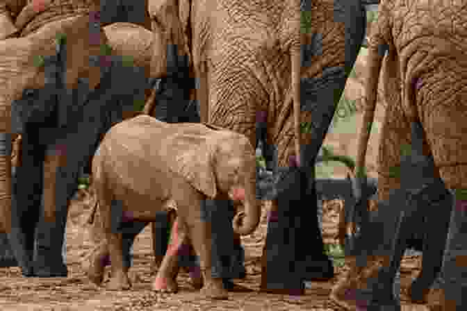 A Photo Of A Herd Of Elephants In The Southern African Interior. African History For Kids Early Civilizations On The African Continent Ancient History For Kids 6th Grade Social Studies