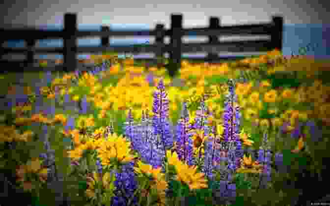 A Photograph Of A Majestic Buck Standing In A Field Of Wildflowers, With A Vibrant Sunset In The Background. My Maine Buck Poem Brian Jackson Jr