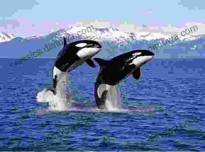 A Pod Of Orcas Breaching The Surface Of The Ocean, Their Sleek Black Bodies Glistening In The Sunlight. Sampler 19 British Columbia In Colour Photos: Saving Our History One Photo At A Time