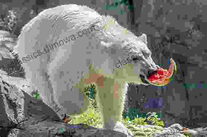 A Polar Bear Eating Berries 15 Funny Facts About Polar Bears