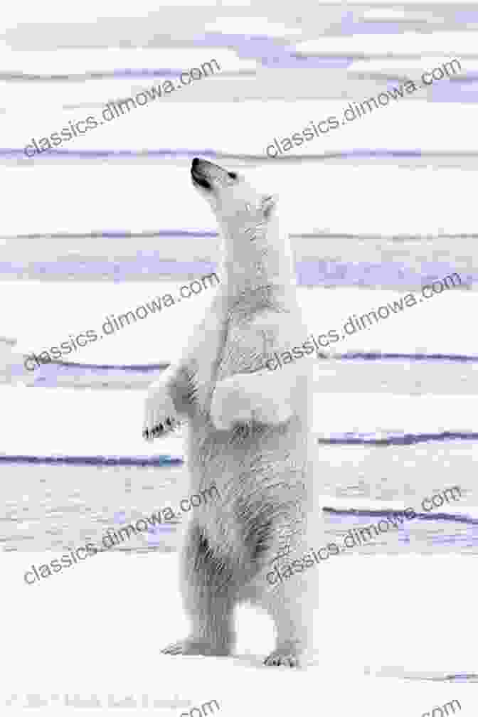 A Polar Bear Standing In An Arctic Landscape 15 Funny Facts About Polar Bears