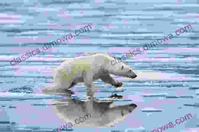 A Polar Bear Standing On A Melting Ice Floe 15 Funny Facts About Polar Bears