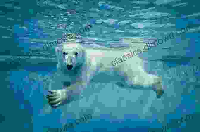 A Polar Bear Swimming In The Ocean 15 Funny Facts About Polar Bears