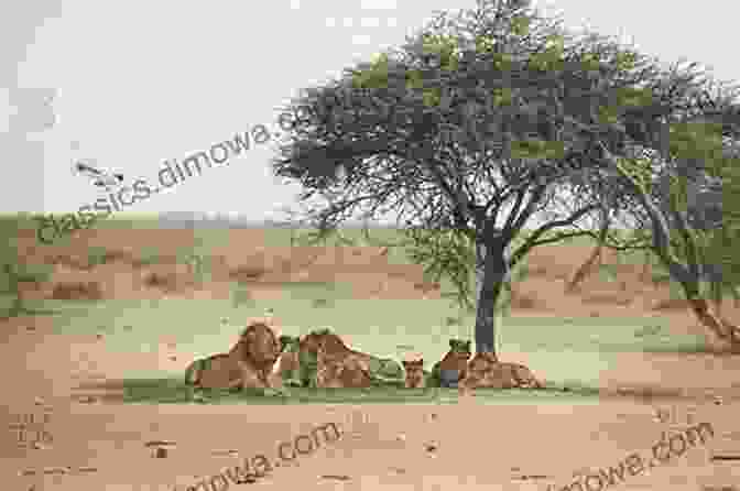 A Pride Of Lions Resting In The Shade Of An Acacia Tree Photos Taken By Japanese Tourist In Kenya