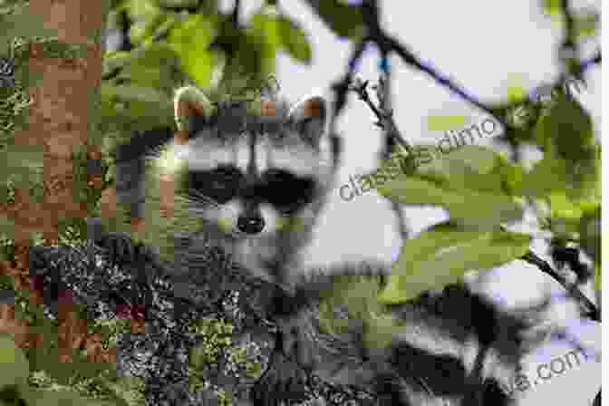 A Raccoon And A Turtle Sitting Together On A Rock How The Raccoon Got His Mask: Modern Childrens Rhymes (Chlidren S Story Books)