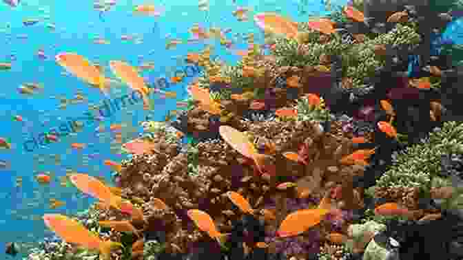 A School Of Fish Swimming Over A Coral Reef In Taiwan Dive Into Taiwan Simon Pridmore