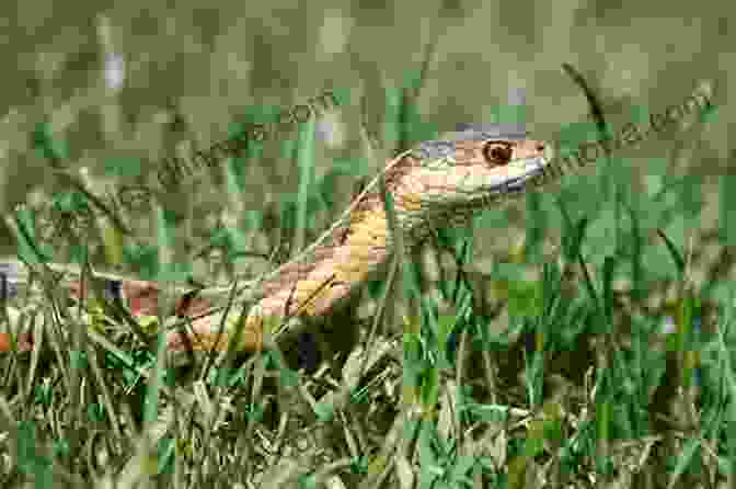 A Snake Slithering Through The Grass. Turtles Frogs Snakes And Lizards Children S Science Nature