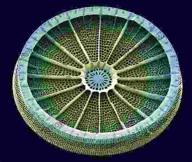 A Stunning SEM Image Revealing The Intricate Beauty Of Diatoms Modern Trends In Diatom Identification: Fundamentals And Applications (Developments In Applied Phycology 10)