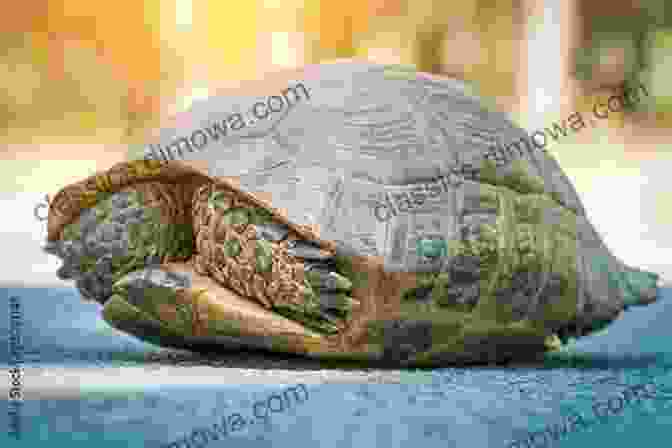 A Turtle Hiding In Its Shell. Turtles Frogs Snakes And Lizards Children S Science Nature