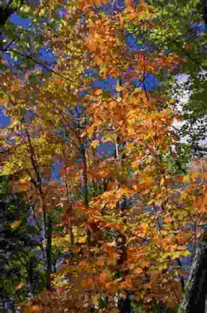 A Vibrant Autumn Forest In Algonquin Park, With Towering Trees Ablaze With Colour. Sampler 11 Ontario In Colour Photos: Saving Our History One Photo At A Time (Sampler Cruising)