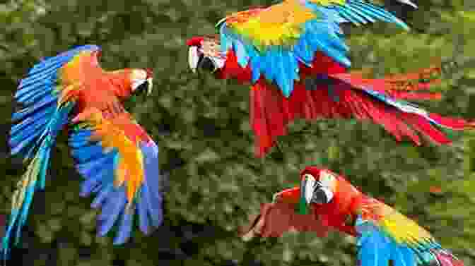 A Vibrant Macaw With Colorful Feathers The World S Most Beautiful Birds Animal For Toddlers Children S Animal