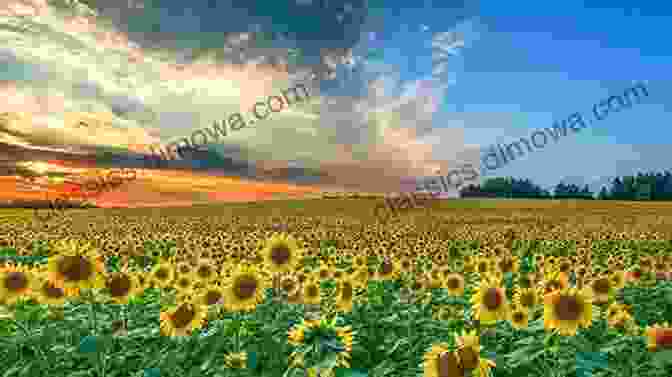 A Vibrant Photograph Of A Field Of Sunflowers, With Blue Skies And Fluffy Clouds Backroads Of Ontario (Backroads Of )