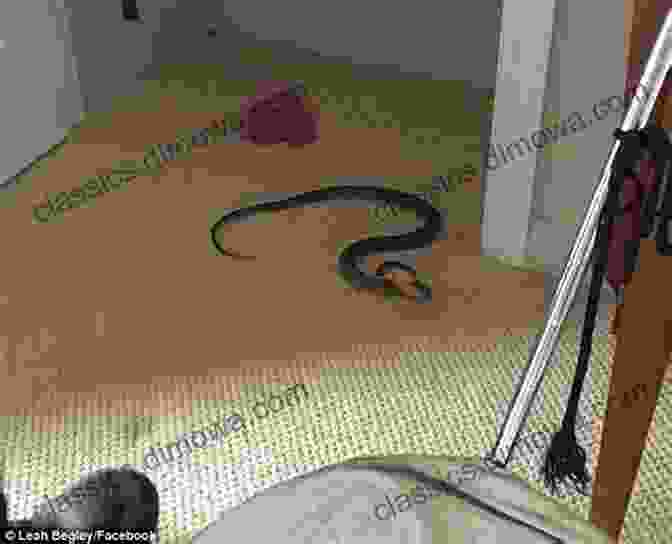 A Young Girl Discovers A Snake In Her Room, Sparking An Imaginative Adventure. There S A Snake In My Room (Barbara Carroll Children S 4)