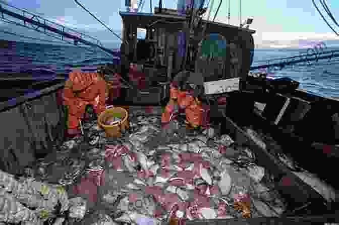 An Image Of An Empty Fishing Net Showing The Collapse Of The Atlantic Cod Fishery Lament For An Ocean: The Collapse Of The Atlantic Cod Fishery