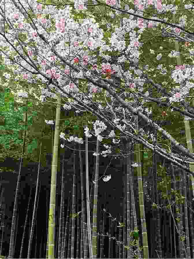 Cherry Blossoms In Full Bloom At Arashiyama Bamboo Forest Travel International Magazine January 2024