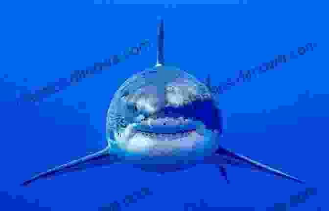 Close Up Of A Great White Shark Emerging From The Water The Great White Shark : Animal For Kids Age 9 12 Children S Animal