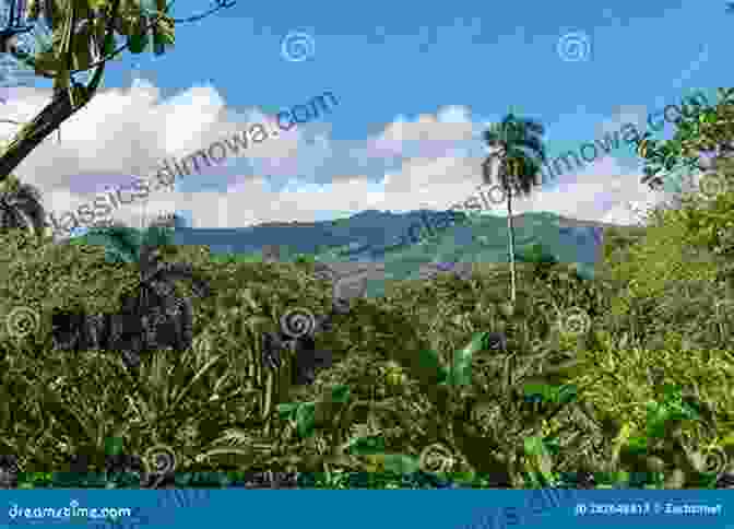 Dense Jungle In The Dominican Republic Dominican Republic Adventure Guide (Adventure Guides)