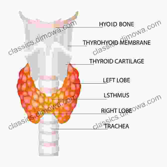 Diagram Of The Thyroid Gland Thyroid Randy Porter