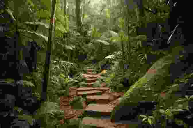 Hikers Traversing A Lush Rainforest Trail, Surrounded By Towering Trees And Vibrant Vegetation Sierra Leone (Bradt Travel Guides)