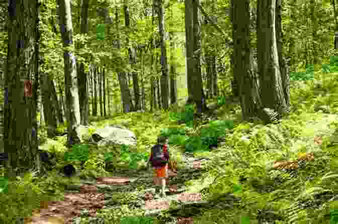 Hiking Trail In A Forest Limitless Travel: Tips Strategies And Resources For Cheaper And Smarter Travel