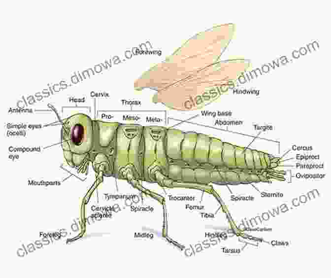 Magnified Image Of An Insect's Body Structure, Showcasing Its Intricate Adaptations An Elementary Study Of Insects